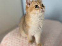 Bal boncuğu british shorthair bebeğim