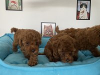 Ultra kalite red brown toy poodle yavrularımız