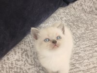 33 günlük british shorthair yavrularımız