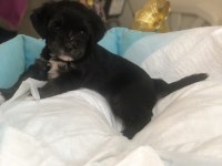 Morkie yavrularımız teslime hazır