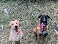 Saf kan Malinois ve Golden