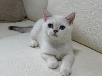 Anne Altından Safkan Mavi Göz Dişi British Shorthair