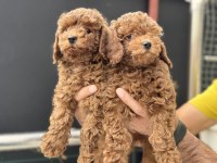 Petmode köpek çiftliğinde ziyarete açık toy poodle