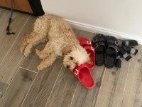 4 aylık golden doodle eğitimli uysal