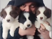 Çok iyi border collie yavruları