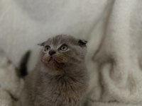 Safkan scottish fold