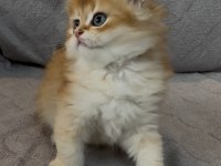Yakışıklı safkan bir golden british longhair prens