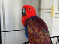 Eclectus Papağanı