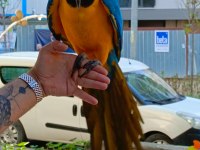 FULL EVCİL SARI LACİVERT MACAW PAPAĞANIMIZ GELMİŞTİR