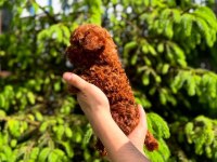 Toy Poodle Yavrularımız | Irk & Sağlık Garantili