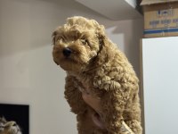 Wc eğitimli maltipoo yavrular ziyarete açık