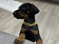 3 Aylık Eğitimi Doberman Köpeği