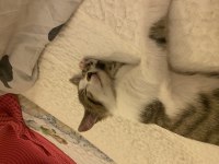 ACİL YUVA KEDİMİZE SOKAKTA YAPAMAZ