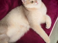 British Shorthair blue golden 5 Aylık dişi