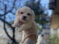 Bebek Suratlı Maltese Terrier