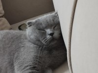 Scottish fold acil yeni yuvasını arıyor