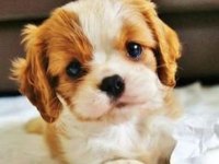 Muhteşem cavalier king charles erkek son yavru