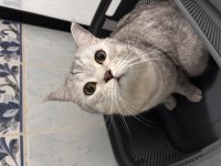 2 Yaşında Erkek Beitish Shorthair