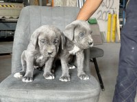 Blue cane corso yavrular