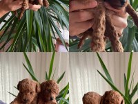 Toy Poodle Köpeği