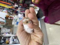 Yavru hamsterlar 