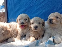 Maltipoo Bebiş Köpekler