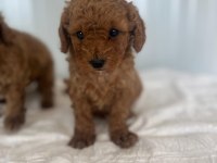 Erkek Dişi Toy Poodle Yavrular