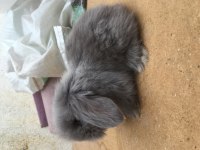 Hollanda Lop Tavşanı Blue