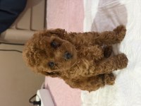 Ultra A Kaliteli Toy Poodle Yavrular