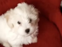 2 aylık dişi sevimli maltipoo