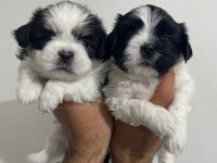 Shih tzu bebekler