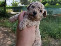 2 Aylık Poodle