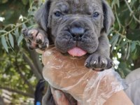 Cane Corsa