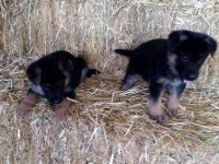 ALMAN ÇOBAN KÖPEĞİ YAVRULARI