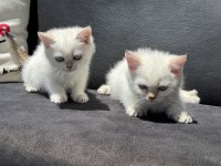 Çok özel beyaz mavi gözlü british shorthair ler
