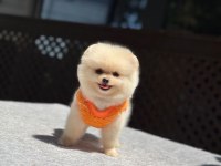 Sağlık ve ırk garantili Pomeranian boo
