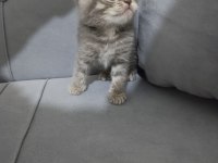 Scottish fold british kediler