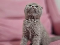 SCOTTİSH FOLD İLGİ ARSIZI KEDİMİZ