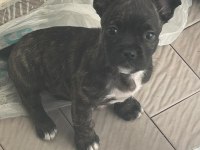 Tiger Fransız Bulldog Bebiş