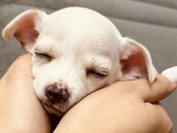 En güzel chihuahua bebek