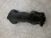 1 Yaşında blue dişi french bulldog sahiplendirilecek