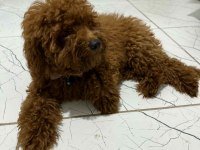 Toy poodle yavrularımız