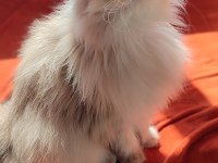 Blh Golden Dişi Ve Erkek British Longhair