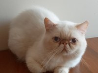 Exotic shorthair erkek 1 yaşında