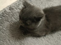 3 yaşında dişi british shorthair sevecen sıcak kanlı