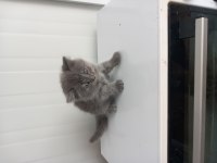 8 yavru kedi