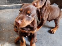 A scrli anne ve babadan üst düzey doberman yavrular