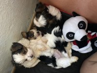 Evcil yavru köpekler