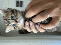 Ücretsiz Sahiplendirme British Shorthair Kedilerimiz