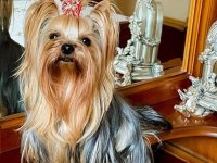 Türkiyede Ki En İyi Yorkshire Terrier Yavrular